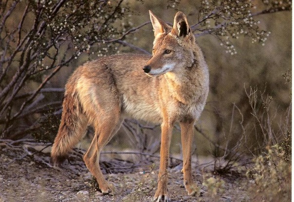 Coyote1