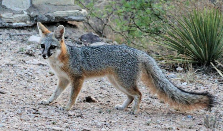 Gray-Fox1