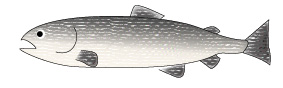 salmon-illust