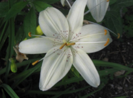 lilies-asiayic