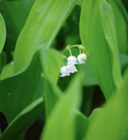 lilies-lily of the valley