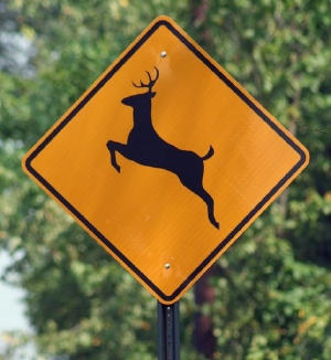 traffic-deer